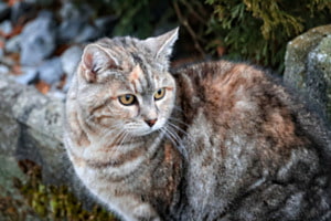 BÜSI FOKUSSIERT BÜSI FOKUSSIERT