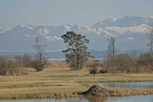 NATUR GREIFENSEE