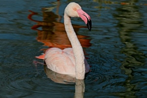 PINKY
