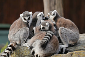 TIERISCHE HARMONIE