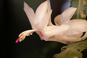 KAKTUSBLÜTE IN IHRER PRACHT