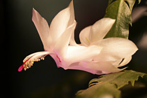 KAKTUSBLÜTE