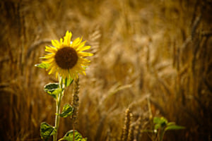 EINE SONNENBLUME IM KORNFELD