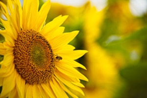 PRÄCHTIGE SONNENBLUME