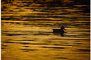 GOLDENE DUNKELHEIT