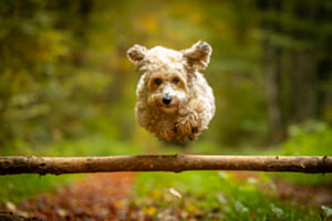 Hund im Flug Hund im Flug