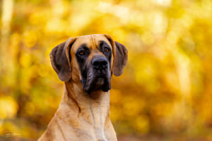 Portrait im Herbstwald