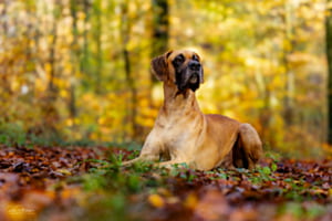 Lio im Herbstwald