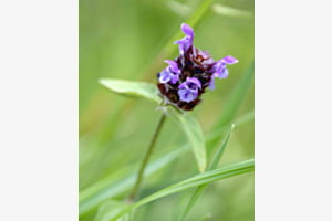 Kleinen Orchid