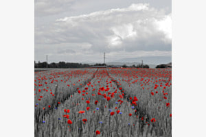 Getreidefeld mit Blumen