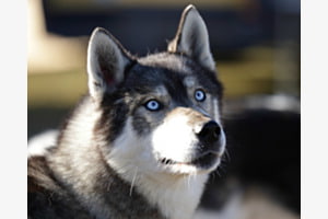 Siberian Husky