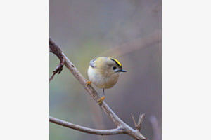 Wintergoldhähnchen