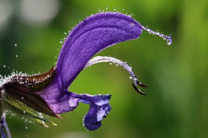 Wiesensalbei