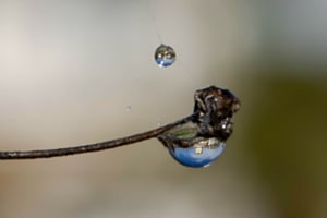 Tautropfen-Spiegelung