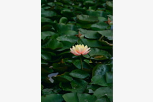 Seerose