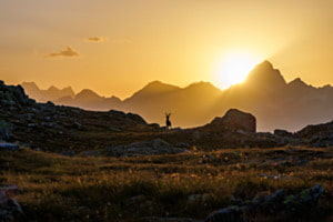 Steinbock Sunset 