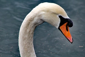 Schwan