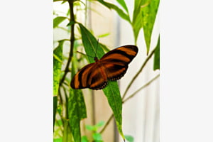 Schmetterling 