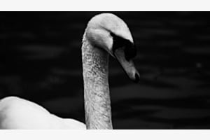 Schwan 