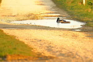 Zweisamkeit auf den Feldwegteich