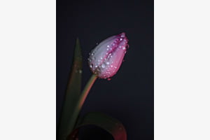 zartes tulpen macro!