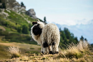 Wahrzeichen der Alpen