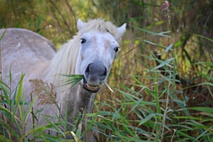 Camargue Pferd in der Wildnis