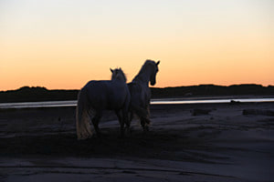 Camargue Hengste am Morgen früh am spielen