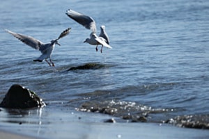 Möwen in der Camargue
