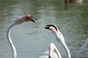 Was diese 2 Flamingos wohl zu besprechen haben?