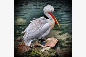 Grosser Vogel