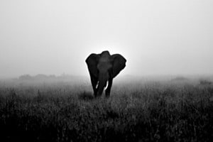 Masai Mara