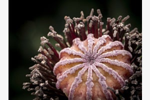 Mohn