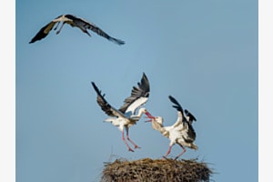 Tierisch gute Nestverteidigung