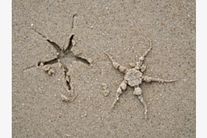 Schlangenstern im Wattenmeer-Hochsand
