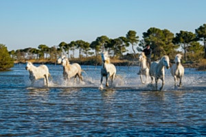 Camarguepferde im Sumpf