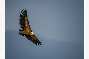 Gänsegeier vor Gewitterwolke