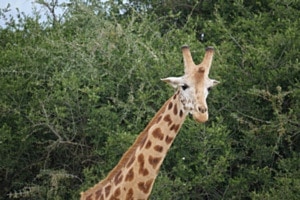 Giraffe