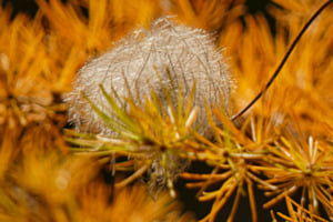 Samen im Gold-Nest