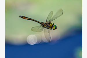 Grosslibelle