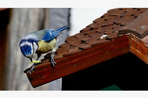 surveillance sur le toit du nichoir