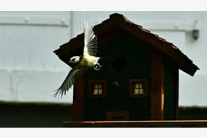Mésange sortant du nichoir