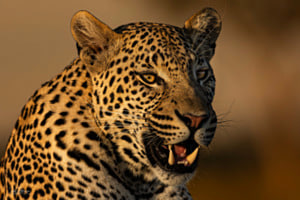 Leopard in der Abendsonne Leopard in der Abendsonne