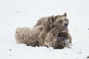 Spass im Schnee