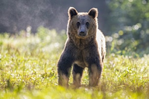Morgenbär