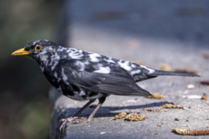 Fleckige Amsel