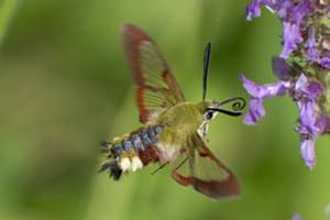 Hummelschweber