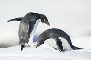 Adelie Pinguine