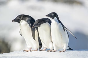 Adeliepinguine Adeliepinguine