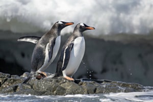 Eselpinguine Eselpinguine